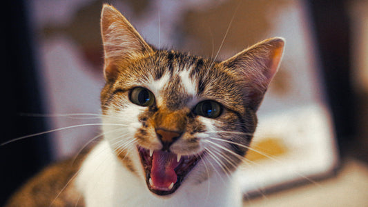 9 Cat Noises and What They Really Mean