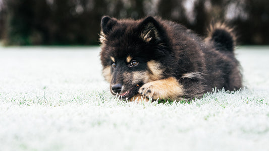 How to Turn Anything Into a Parkour Dog Agility Course!