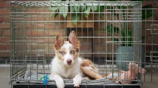 How To Crate Train Your New Puppy